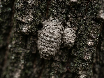 Spotted lanternfly egg mass on tree bark