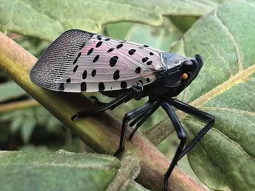 Adult spotted lanternfly with red underwings