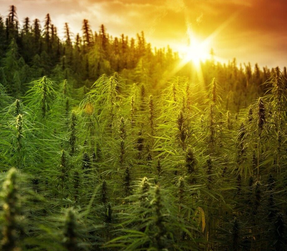 Lush cannabis field bathed in golden sunlight