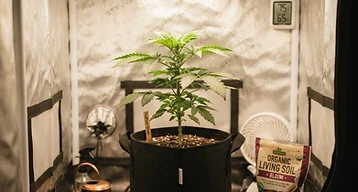 Growing Your First Cannabis Plant: A Beginner's Roadmap
