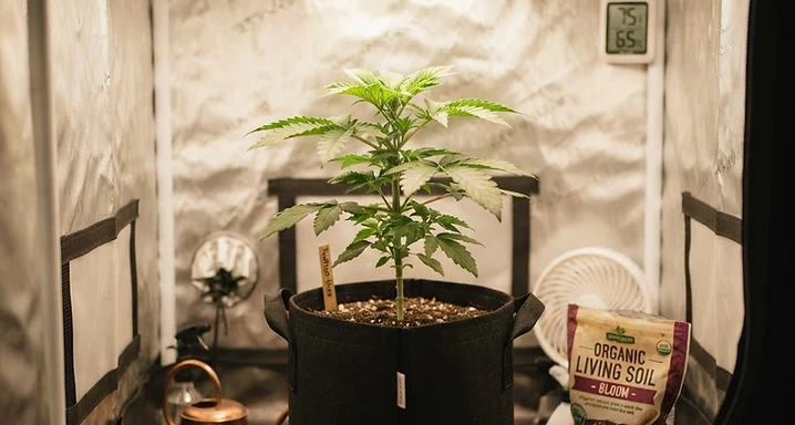 Growing Your First Cannabis Plant: A Beginner's Roadmap