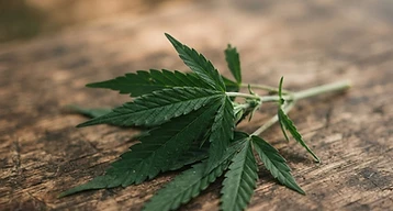 CBD Oil for Cats Aggression: Understanding Your Options