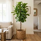 Fiddle-leaf fig