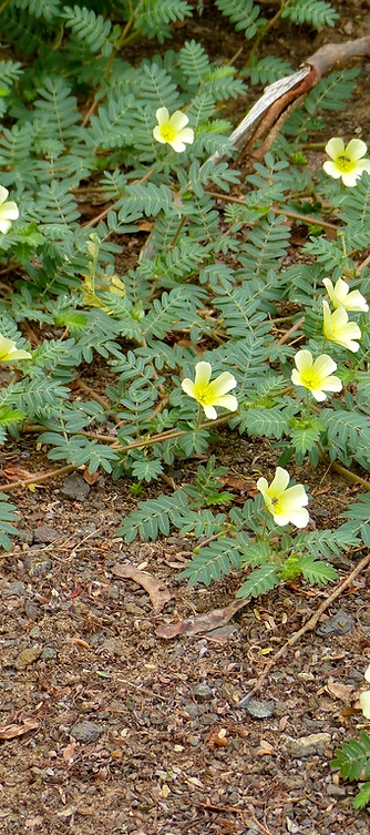 Živá rostlina Kotvičníku zemního (Tribulus terrestris) se žlutými květy v přirozeném prostředí