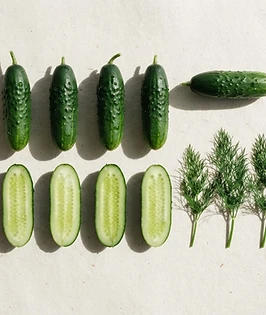Cucumber culinary specimen for The everyday dill pickle