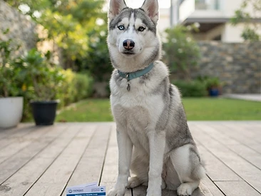Siberian Husky - 6 Months - With Vaccination Card