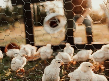 Chickens