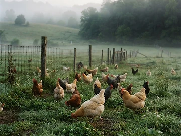 Pasture-Raised Chickens