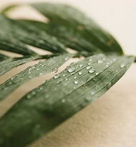 Macro study of a fresh palm leaf in soft morning light