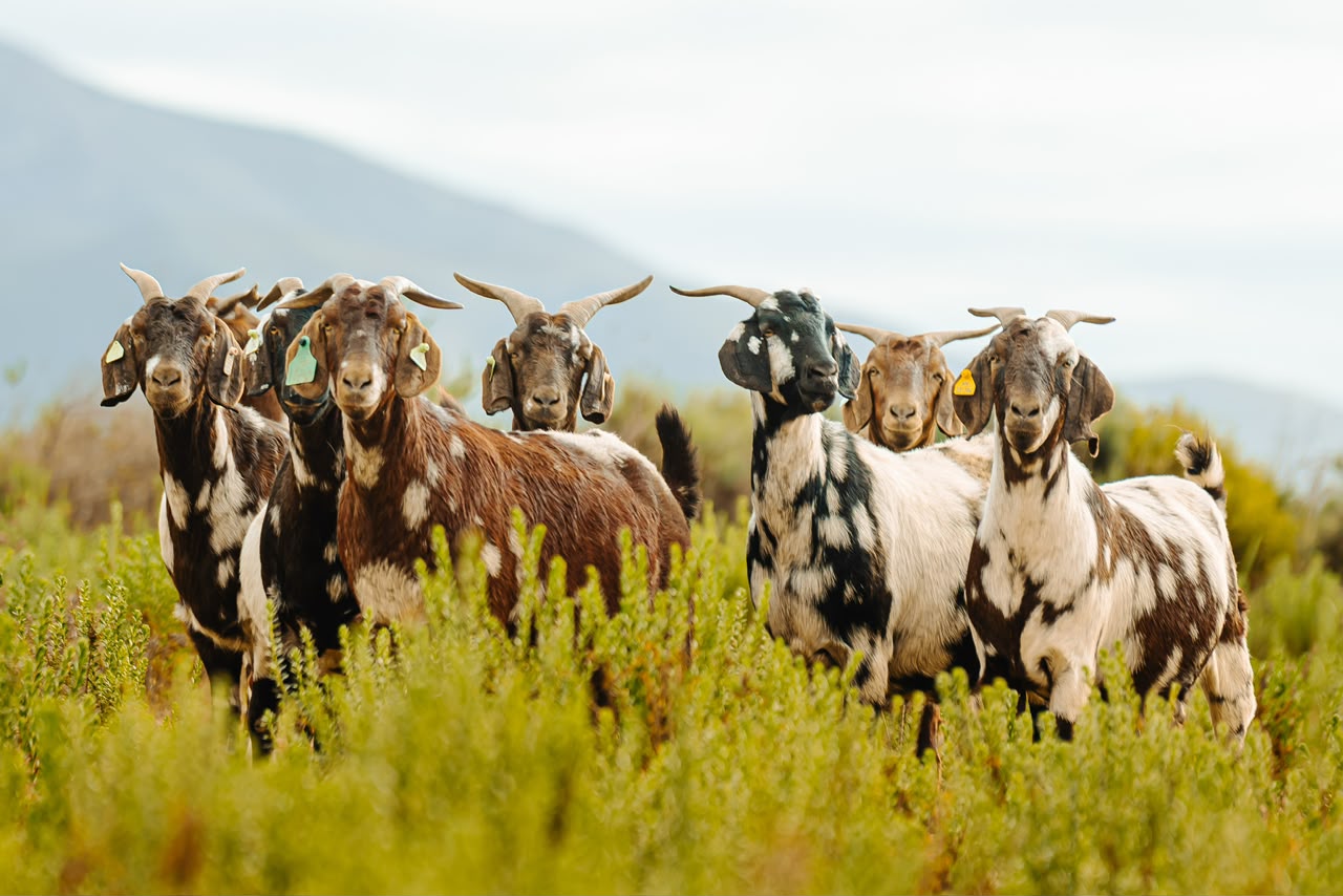 Lob ear goats at Goats Window Cape Lob Ears