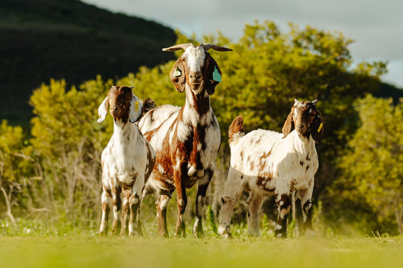 Lob ear goats at Goats Window Cape Lob Ears