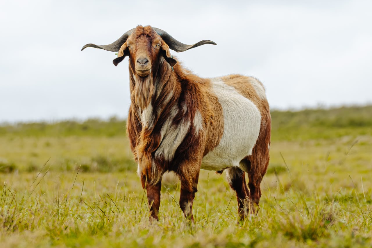 Lob ear goats at Goats Window Cape Lob Ears