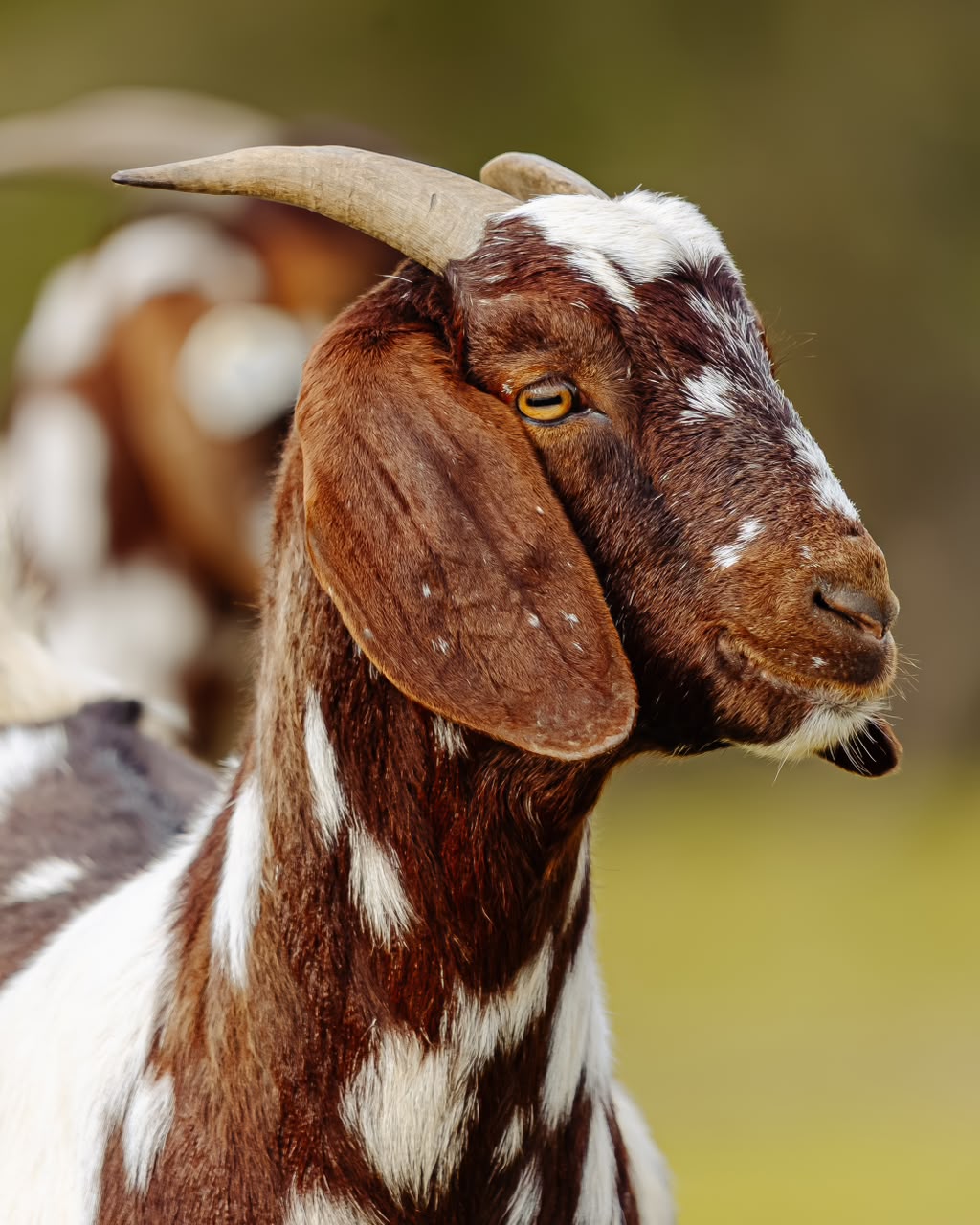 Lob ear goats at Goats Window Cape Lob Ears
