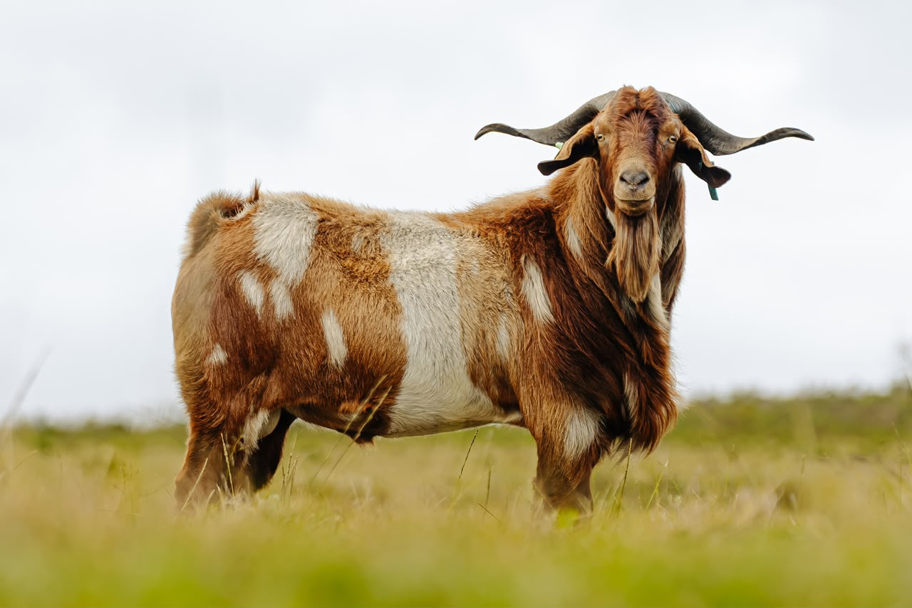 Lob ear goats at Goats Window Cape Lob Ears