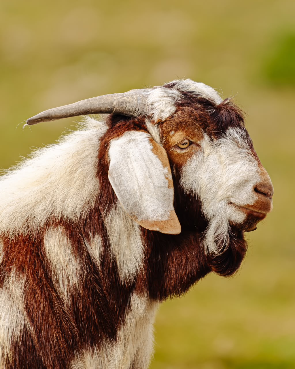 Lob ear goats at Goats Window Cape Lob Ears