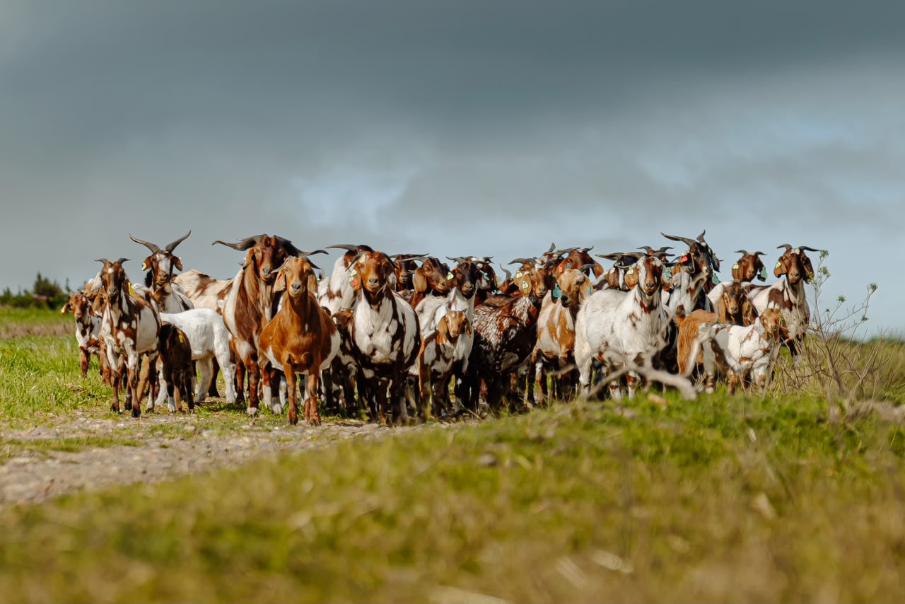 Lob ear goats at Goats Window Cape Lob Ears