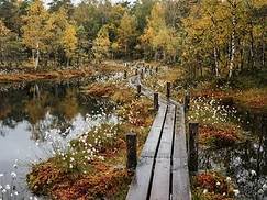„Moor muss nass“ – Moorwanderung am Teufelssee