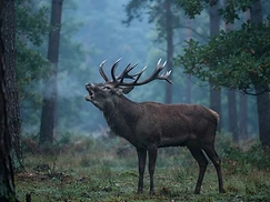 Hirschbrunft – Abendexkursion im Grunewald