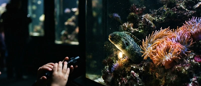 Taschenlampen-Tour für Familien im Aquarium Berlin