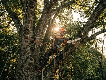 KSOR crew working high in a large oak tree