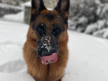 Kevin's German Shepherd sitting in the snow