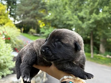 Working Line puppy — Male