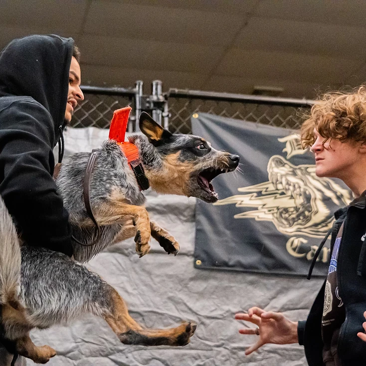 KC Canine training in action