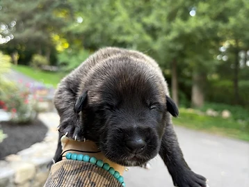 Working Line puppy — Male