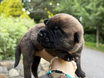 Working Line puppy — Male