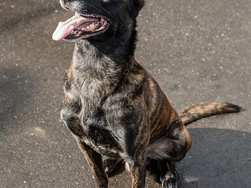 KC Canine training