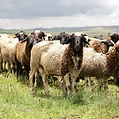 Free-range flock at pasture