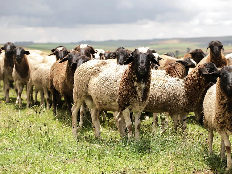 A flock of sheep of varying colors grazing together in an open green meadow at Stantoms Enterprises
