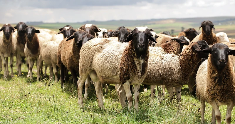 A flock of healthy sheep of varying colors grazing in open pasture at a Stantoms Enterprises feedlot in Kenya