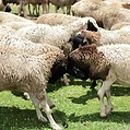 Healthy, organically raised stock
