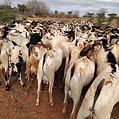 Goat herd ready for market