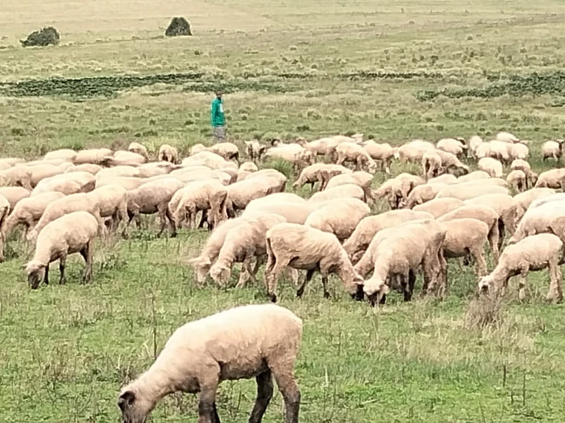 Large flock of sheep grazing in a vast open pasture with a shepherd, illustrating the scale of Stantoms Enterprises livestock operations