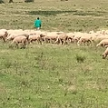 Open-range sheep in Narok