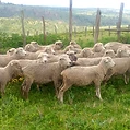 Grazing flock in Laikipia