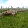 Organic grazing with wildflowers