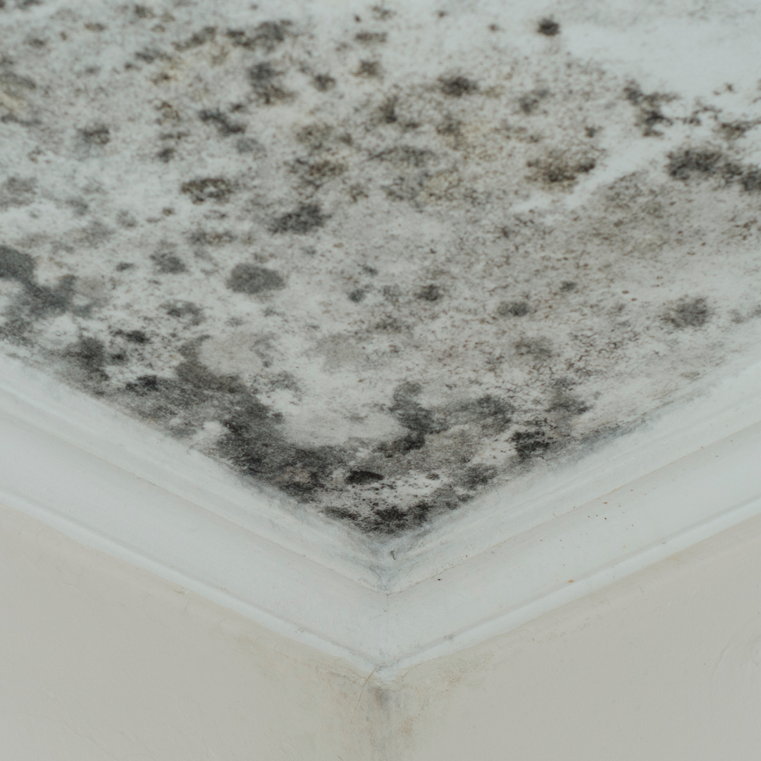 Mold Remediation