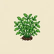 Planta