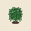 Planta