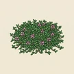 Planta