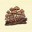 Planta