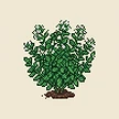 Planta
