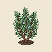 Planta