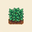 Planta