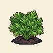 Planta