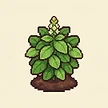 Planta