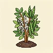 Planta
